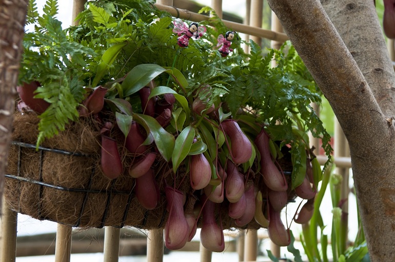 Утопия,парк орхидей в кибуце Бахан.