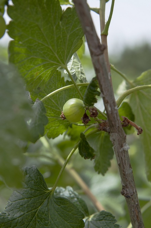 ...По ягоды... =)