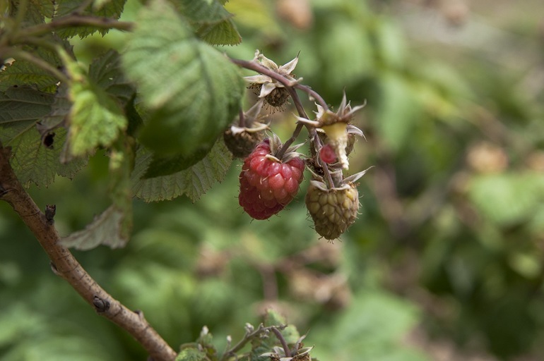 ...По ягоды... =)