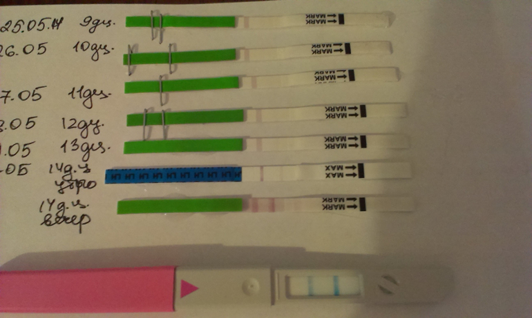 Ура! А вот и она, овуляция!!!