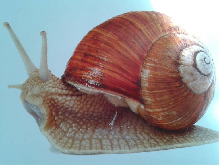 Живой алфавит с крупными буквами