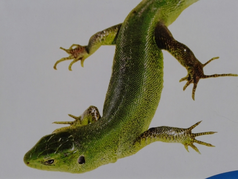 Живой алфавит с крупными буквами