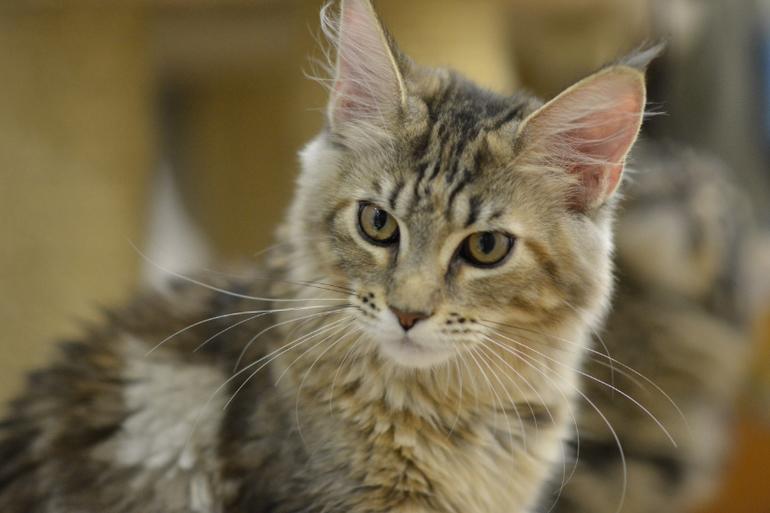 Подрощенные котята мейн-кун, питомник, Санкт-Петербург