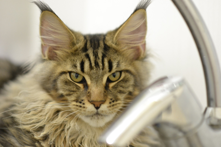 Подрощенные котята мейн-кун, питомник, Санкт-Петербург