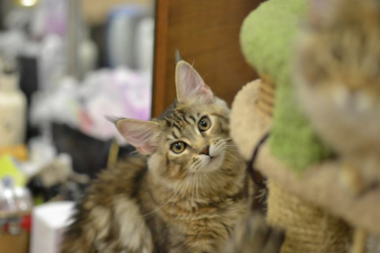 Подрощенные котята мейн-кун, питомник, Санкт-Петербург