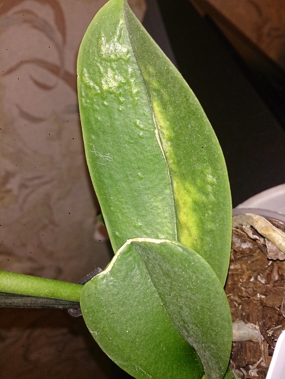 Купила орхидею, хотелось бы Ваше мнение!