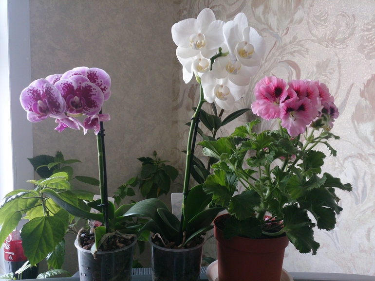 Зацвела и геранька, и гибискус)