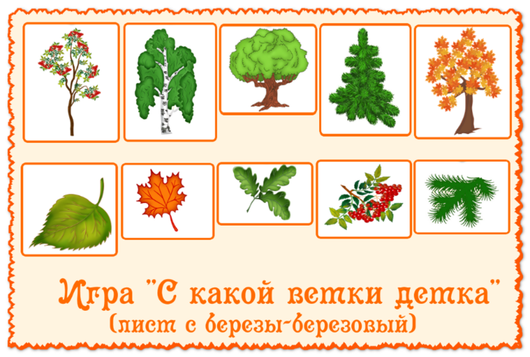 Схема описания осени. Деревья для дошкольников. Игра с какого дерева лист. Деревья ддлядошкольников. Деревья и кустарники для дошкольников.