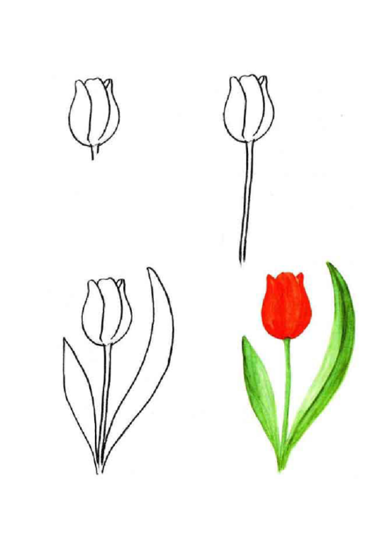 Как нарисовать тюльпан ребенку 5 лет