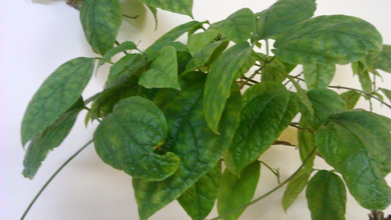 Как называется цветок?