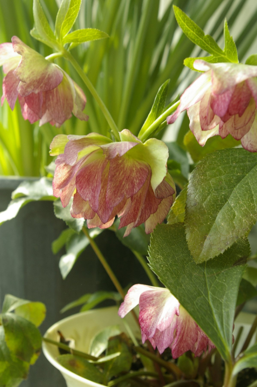 Весна. Начало)