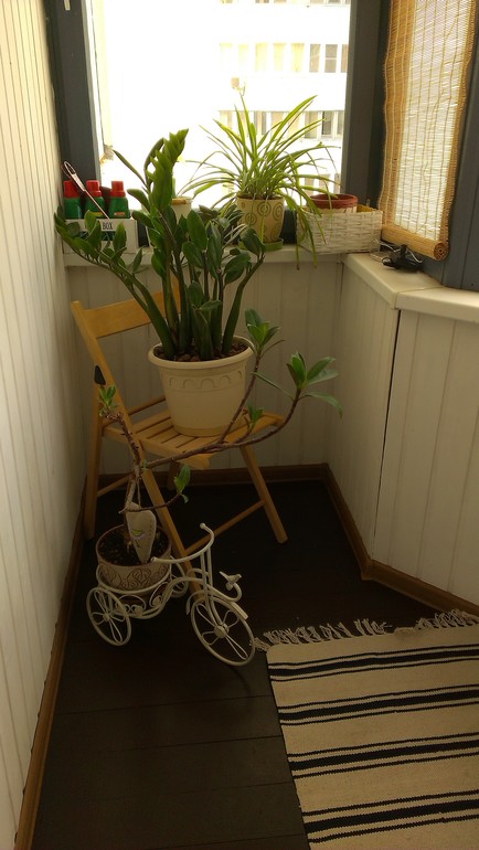 Мои подопечные. есть вопросы