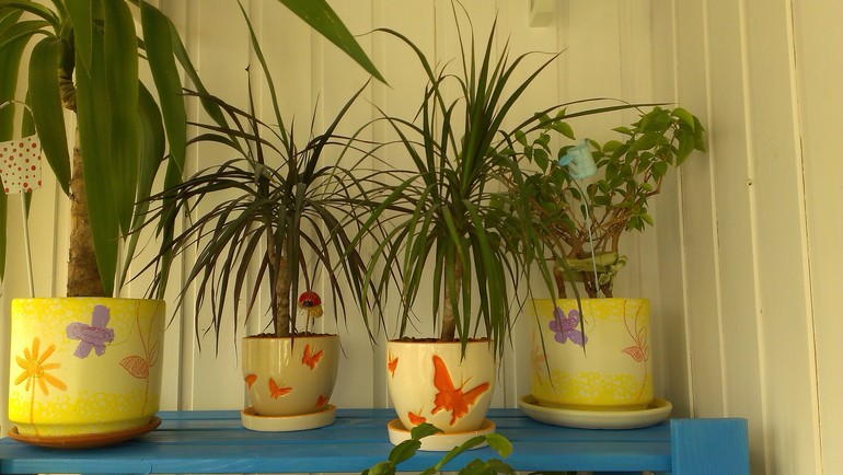 Мои подопечные. есть вопросы