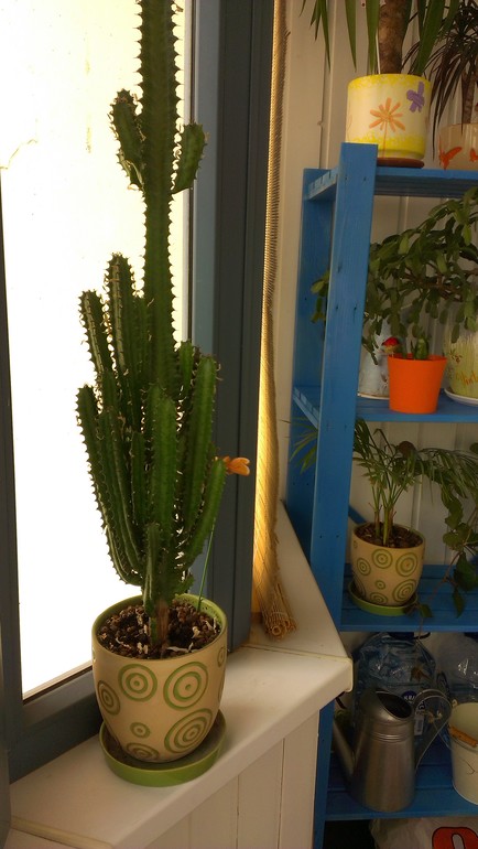 Мои подопечные. есть вопросы