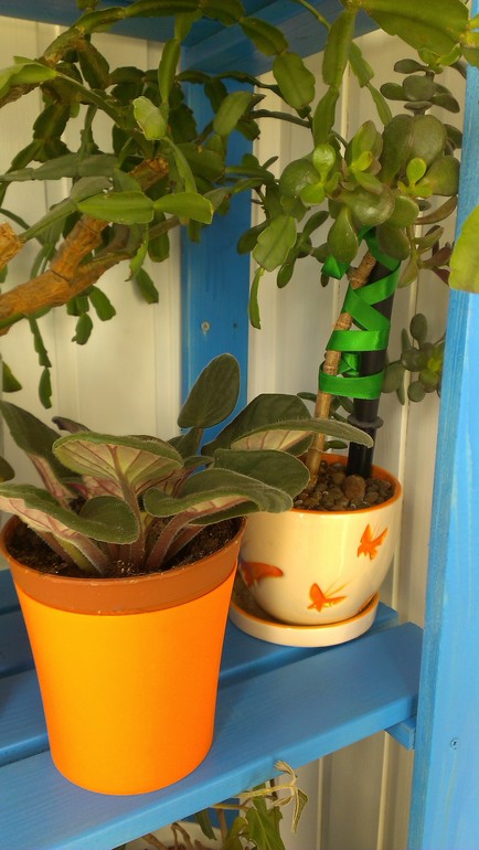 Мои подопечные. есть вопросы