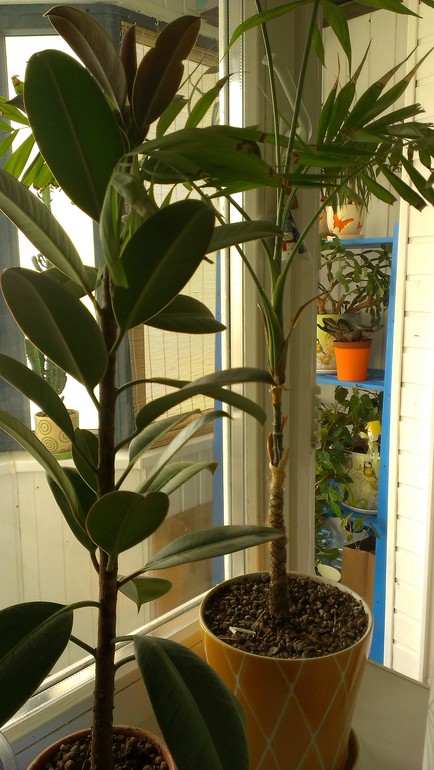 Мои подопечные. есть вопросы