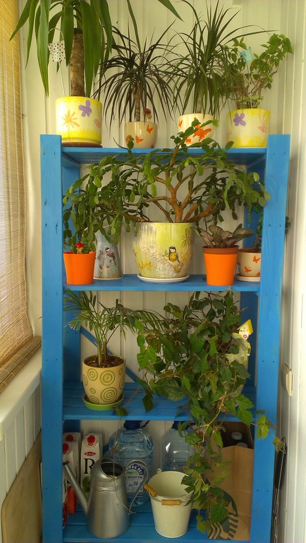 Мои подопечные. есть вопросы