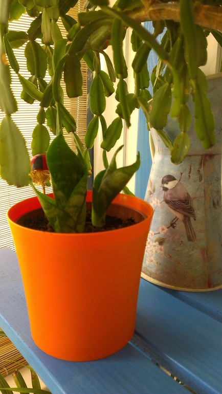 Мои подопечные. есть вопросы