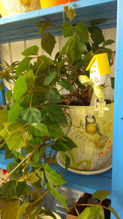 Мои подопечные. есть вопросы