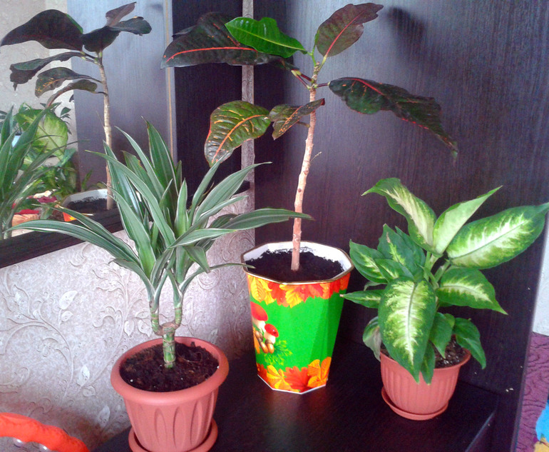 Мои цветочки и вопросы к ним ... 2