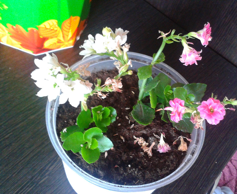 Мои цветочки и вопросы к ним ... 2