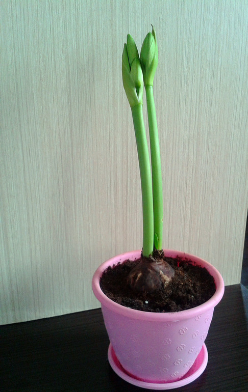 Мои цветочки и вопросы к ним ... 2