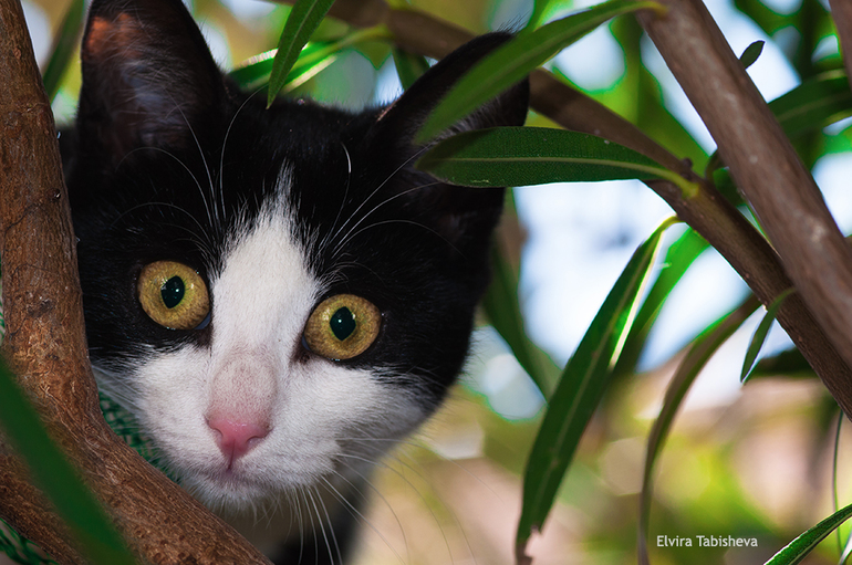 Немного весны :)
