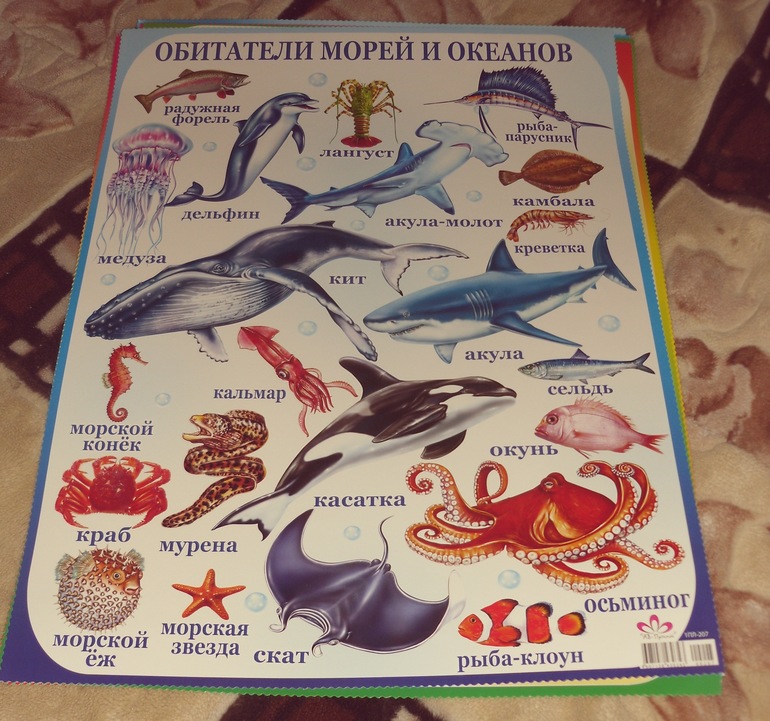 Обитатели рек и океанов. Обитатели океанов для детей. Плакат "морские обитатели". Плакат морские обитатели для детей. Животные морей и океанов для детей.