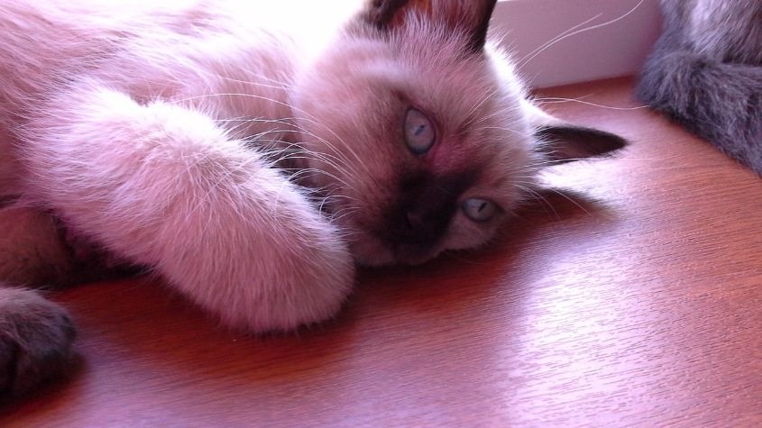 мой коте Мурзик
