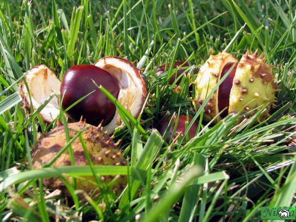 Вылупление каштанов)))