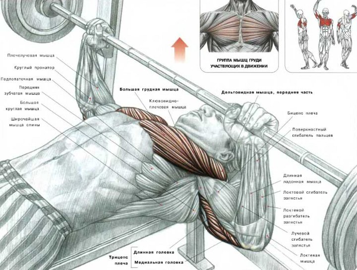 Мой тренер - зверюга))))