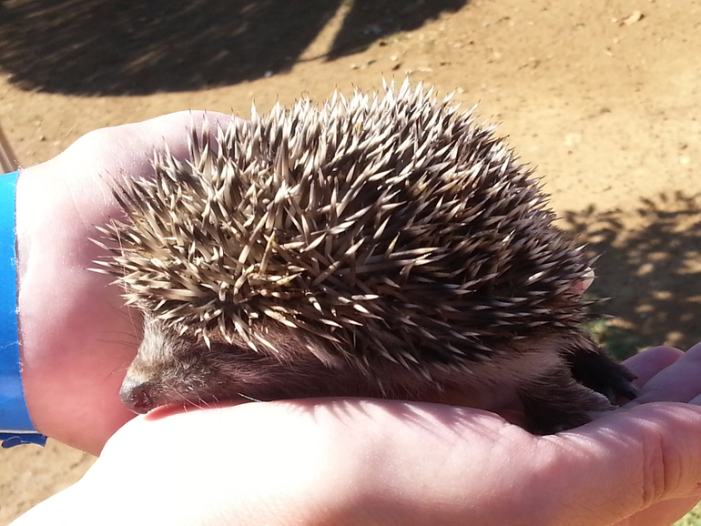 Турляндия 23.05-03.06.2014