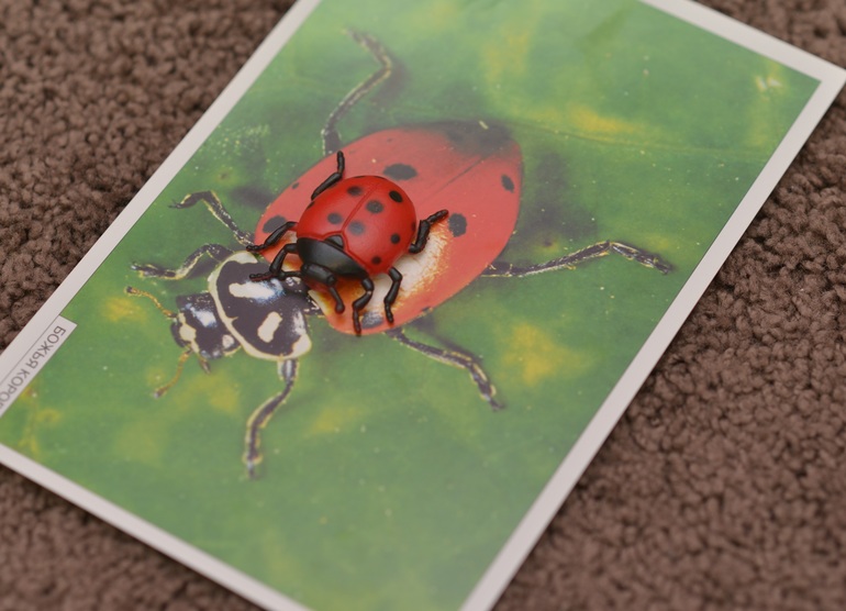 Моторика - занятие 5. Божьи коровки