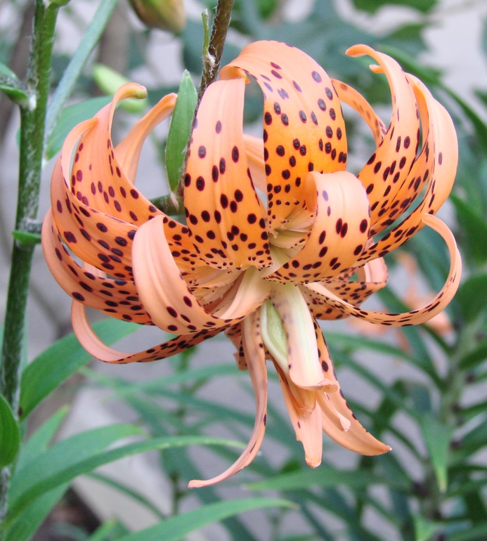 МНОГОЛЕТНИКИ весна 2014! ЛИЛИИ! Немного! СЕРИЯ Roselily!