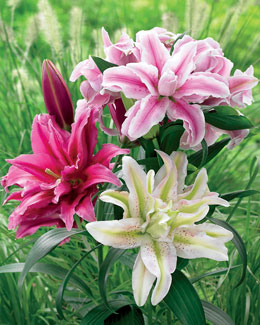 МНОГОЛЕТНИКИ весна 2014! НЕМНОГО!