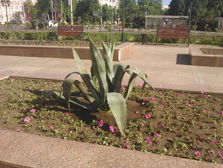 Прогулки по городу 2