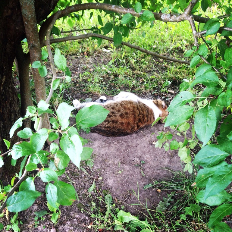 Жизнь удалась))