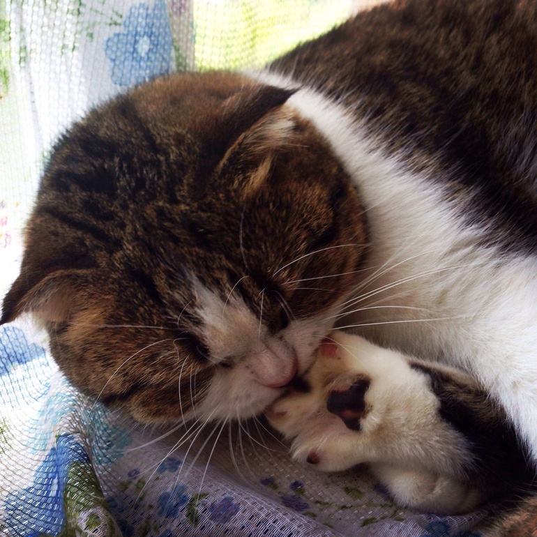 Жизнь удалась))