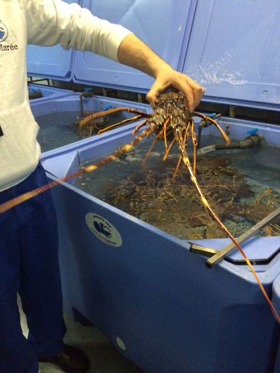 Как я рад... как я рад...