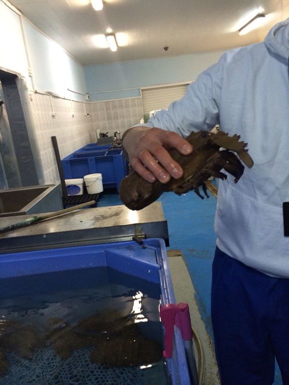 Как я рад... как я рад...