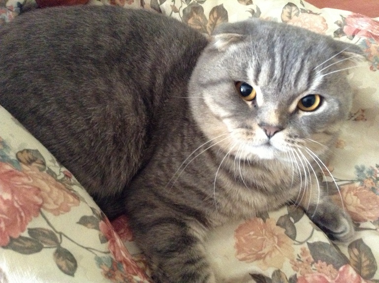 Просто показаться)))