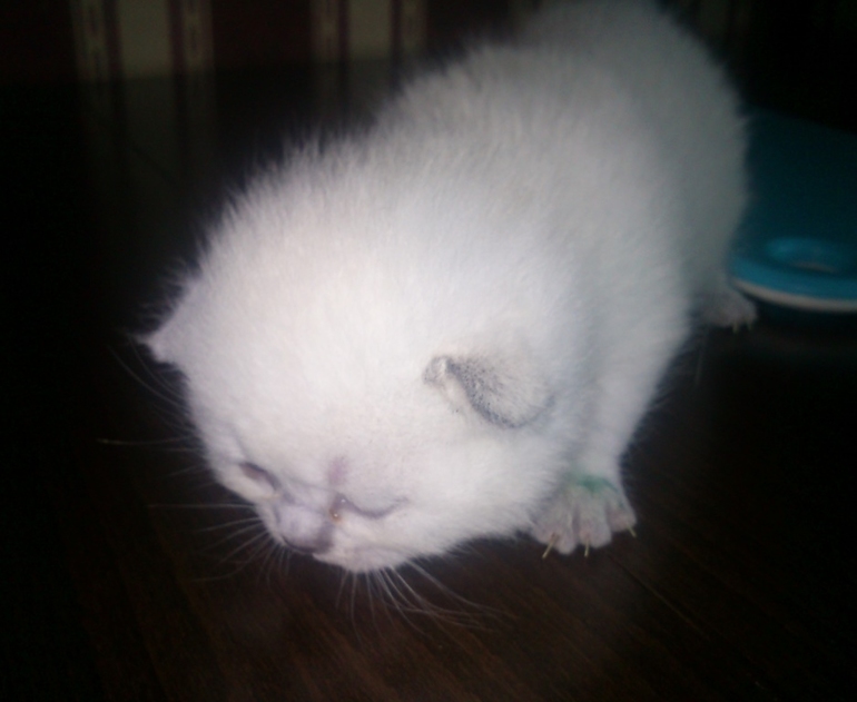 Малышам 2 недельки!