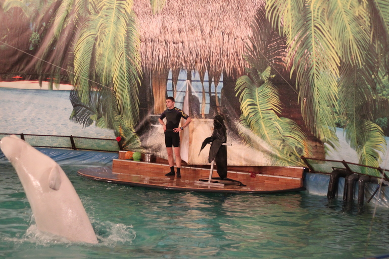 Дельфинарий