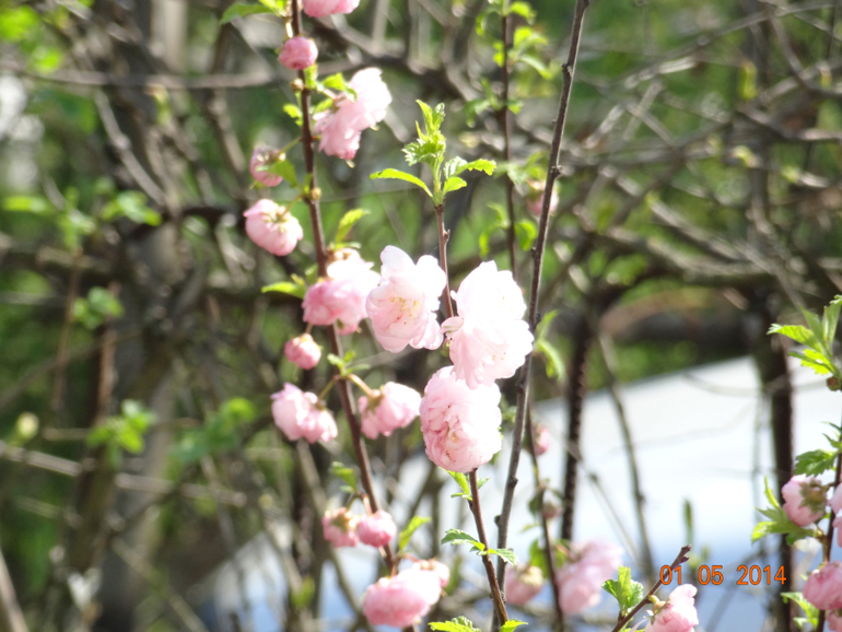 Выходные на даче.