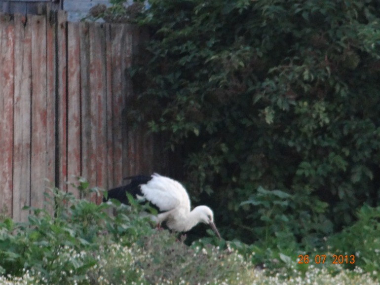 Наш отпуск в Октябрьском Курской обл.