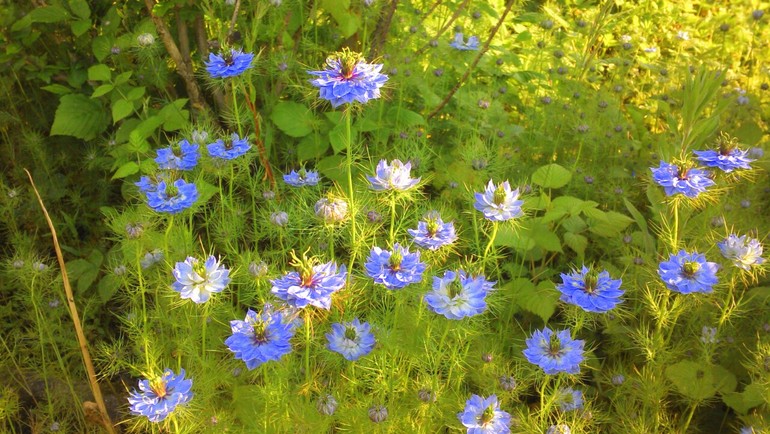 Дачный сезон