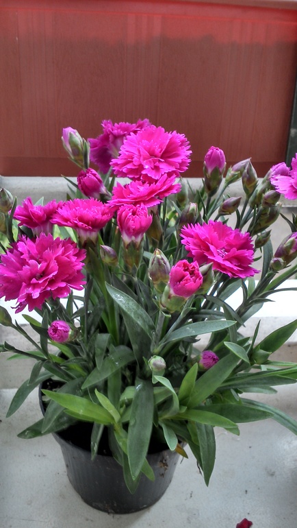 цветы на балконе