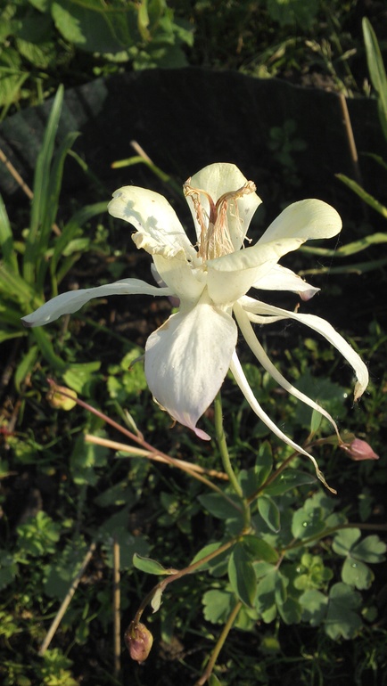 Дачный сезон