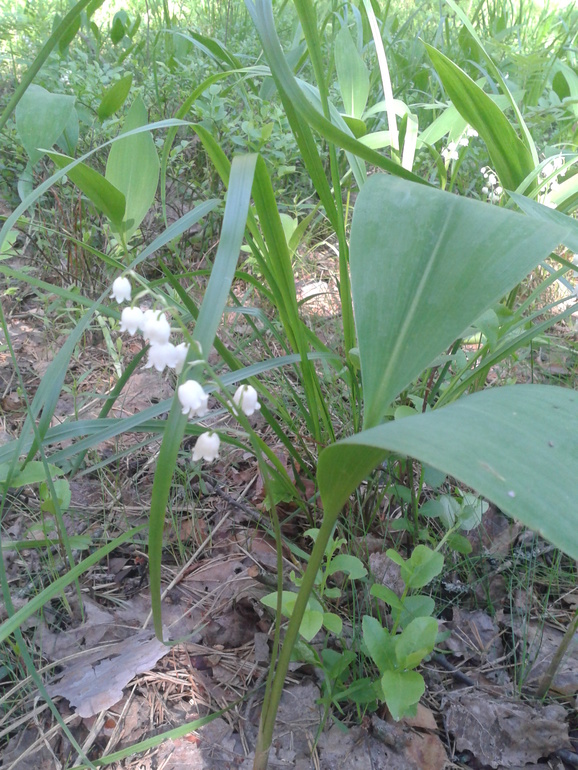 Слет молодежи-2014