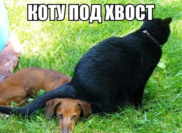 Котокартинки)